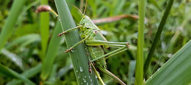 grasshopper 3343500 1920